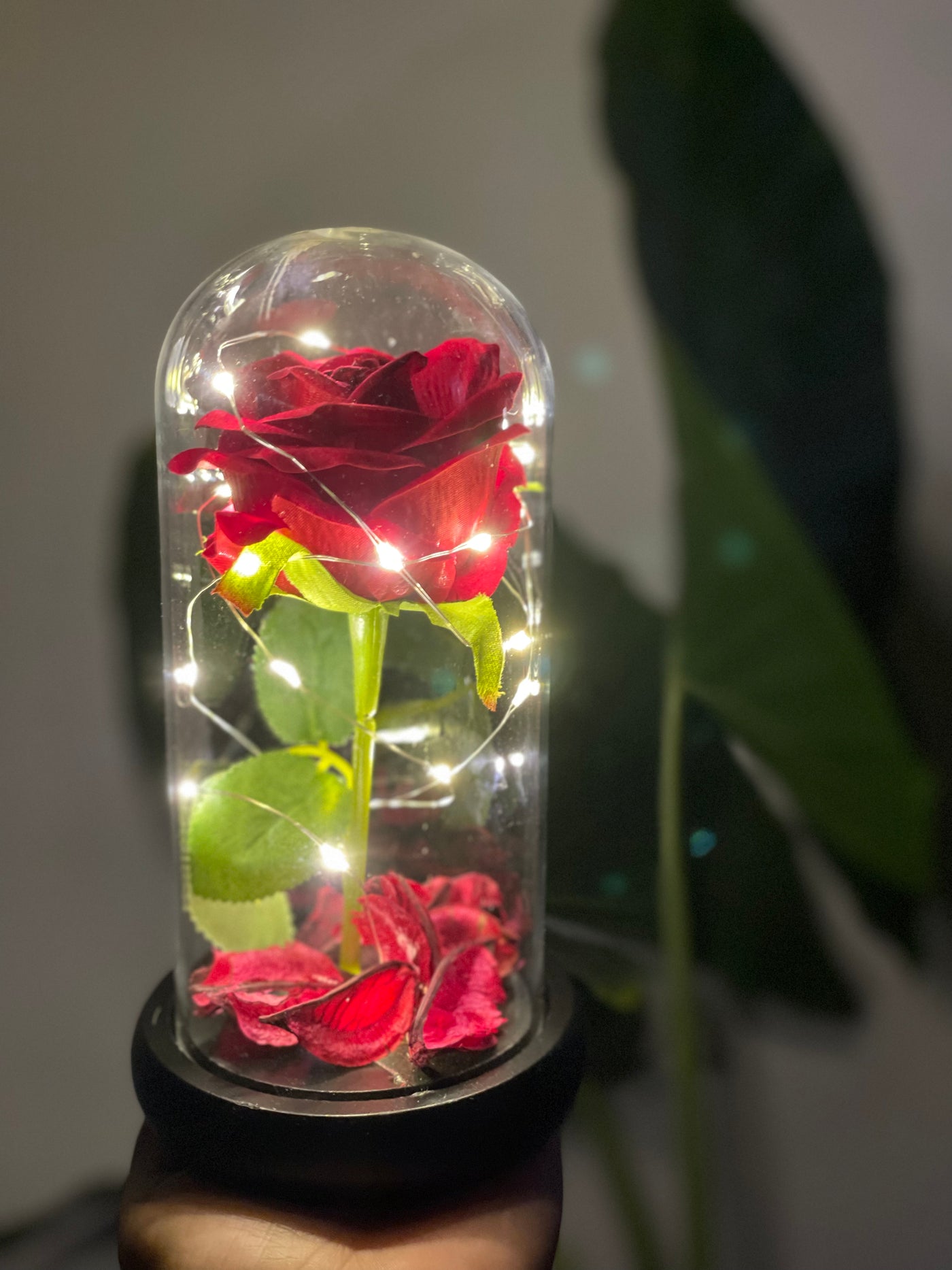 Rosa eterna Encapsulada con luces